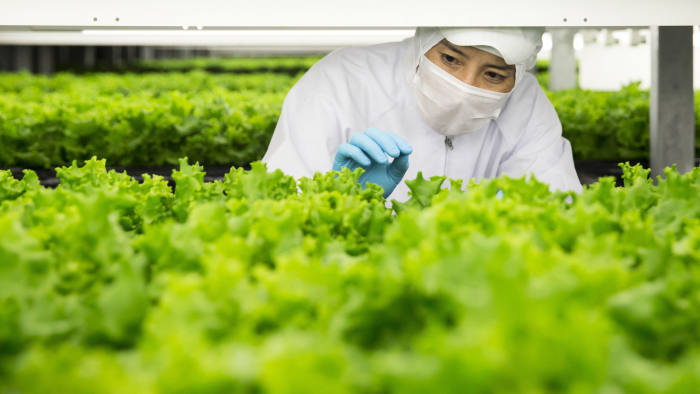 in Kameoka, Kyoto Prefecture, Japan, on Tuesday, Oct. 2, 2018. Spread is preparing to open the world’s largest automated leaf-vegetable factory. It’s the company’s second vertical farm and could mark a turning point for vertical farming -- bringing the cost low enough to compete with traditional farms on a large scale. Photographer: Tomohiro Ohsumi/Bloomberg