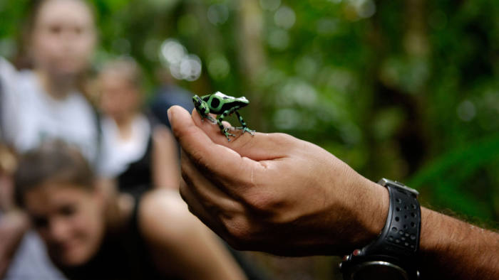 ABFJ1N Ecotourists observing a green and black poison frog on a guided rainforest walk, La selva, Costa Rica, ecotourism