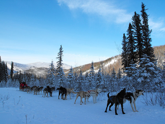 A dog sled ride with Japanese guests