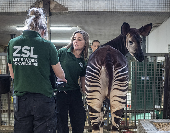 27/11/2019 FT Seasonal appeal at ZSL, London Zoo. To go with Clive Cookson copy. Vet, Tai Strike, conducts an ultrasound of a pregnant Okapi at London Zoo this morning.