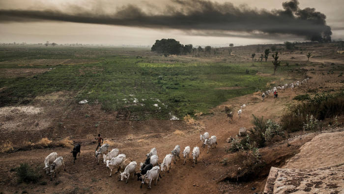 Hausa-Fulani pastoralists move while their cattle grazing near some farms in the outskirts of Sokoto, Sokoto State, Nigeria, on April 22, 2019. - Massive expansion of farming in Nigeria has cut access to grazing land for nomadic herders and fuelled persistent violence. (Photo by Luis TATO / AFP)        (Photo credit should read LUIS TATO/AFP via Getty Images)