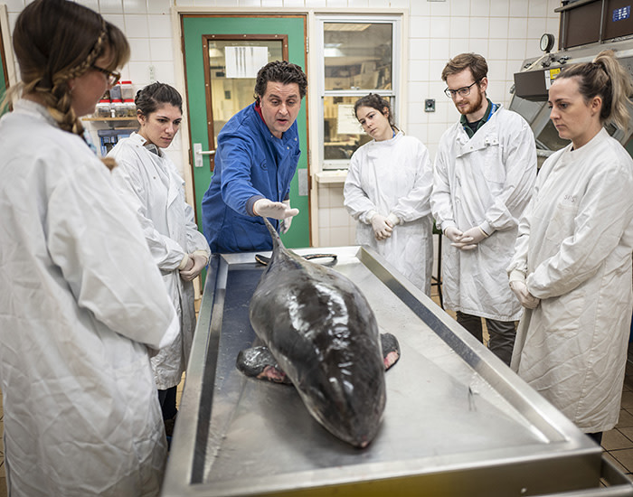 27/11/2019 FT Seasonal appeal at ZSL, London Zoo. To go with Clive Cookson copy. Masters students watch a direction of a porpoise with Cetologist, Rob Deaville, at the Institute of Zoology.