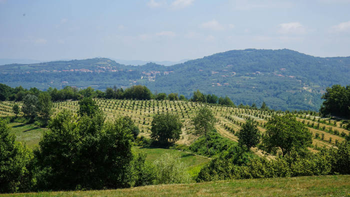 M153M2 Hazelnuts in Langhe, Piedmont - Italy