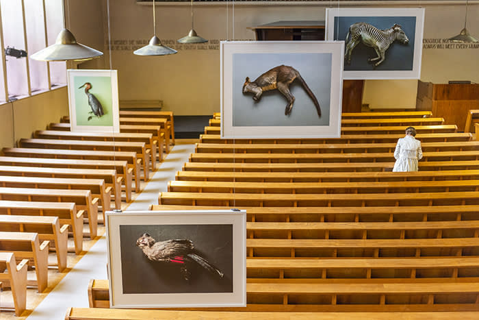 Thomas Struth’s ‘Animals’ series at Erste Kirche Christi, Basel