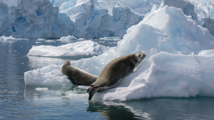 Antarctica with Pilita Clark. FT magazine story about the Antarctic continent and the British Antarctic Base, Rothera, on the Antarctic peninsular. A crabby seal lazes on an iceberg near the front of the Sheldon glacier.