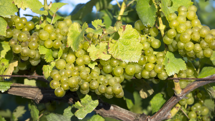 UNITED KINGDOM - SEPTEMBER 12: Green grapes on vine and grapevine for white wine production at Biddenden English Vineyards in Kent, England, UK (Photo by Tim Graham/Getty Images)