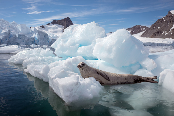 A seal spotted near the Sheldon Glacier