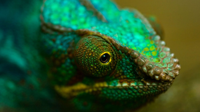 CEF41P Head of colorful Panther chameleon or Chamaeleo pardalis in close view with shallow dept of field