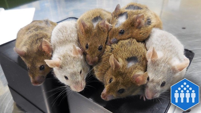 11-week-old mice created using eggs grown from stem cells
