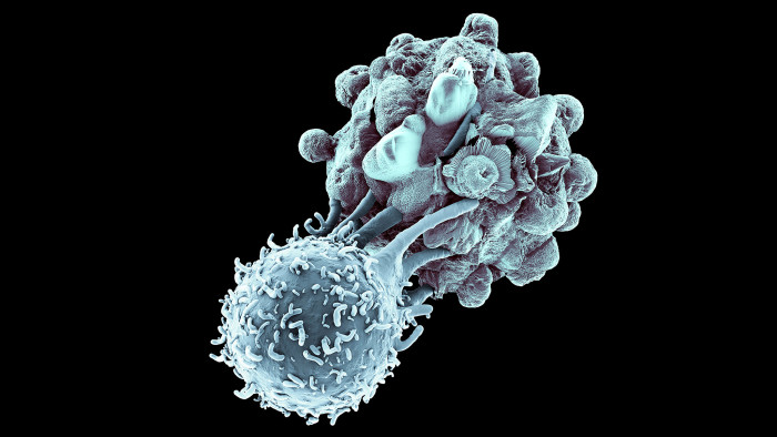 Hard cell: artist’s impression of a killer T-cell (lower left) attacking a cancer cell