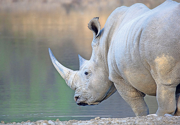 A white rhino in Botswana