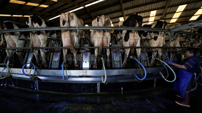 Automation is used as a worker helps milk Holstein cows at Airoso Circle A Dairy in Pixley, California, U.S., October 2, 2019. Picture taken October 2, 2019. REUTERS/Mike Blake - RC1772E312D0
