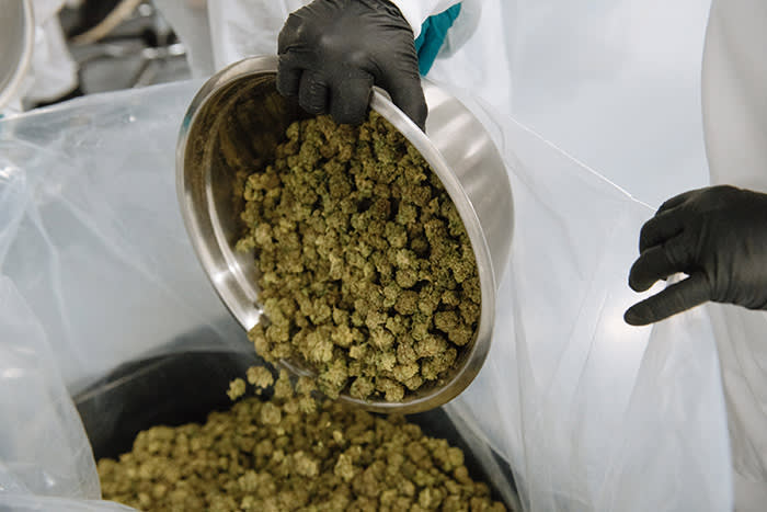 A worker pours a bowl of manicured buds into a bag at the CannTrust Holdings Inc. cannabis production facility in Fenwick, Ontario, Canada, on Monday, Oct. 15, 2018. Canada, which has allowed medical marijuana for almost two decades, legalizes the drug for recreational use on Oct. 17, joining Uruguay as one of two countries without restrictions on pot and putting the country at the forefront of what could be a $150 billion-plus global market when others follow. Photographer: Galit Rodan/Bloomberg