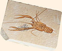 fossilised lobster