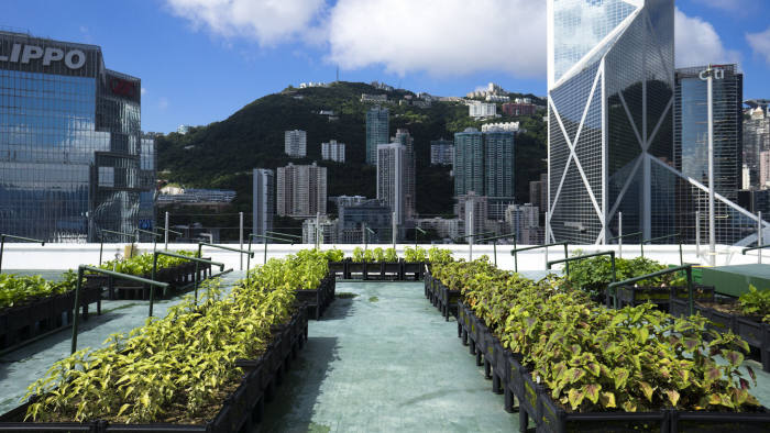 One of Rooftop Republic's urban gardens in Hong Kong