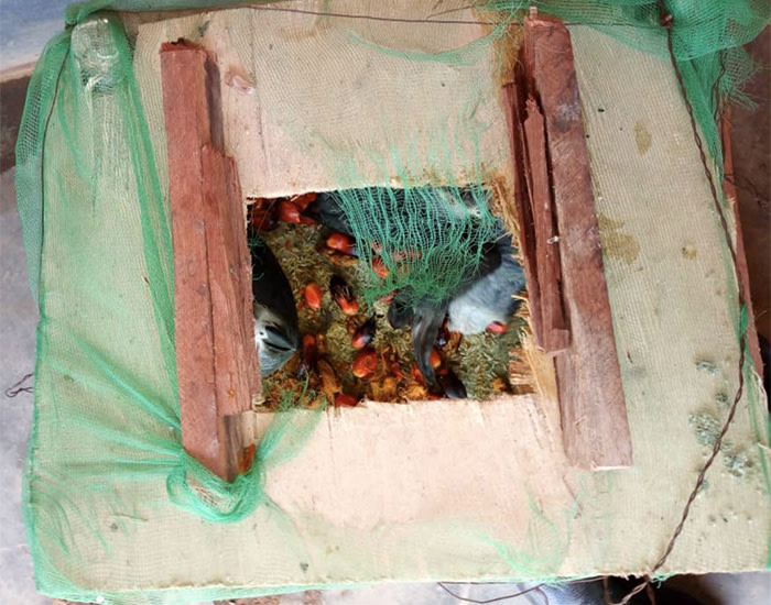 A makeshift case that had been used to smuggle parrots