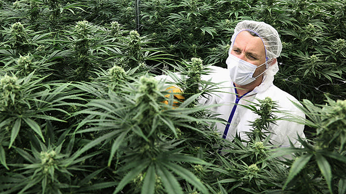 A worker attends to marijuana plants in the flowering room at a Tweed facility in Smiths Falls, Ontario, Canada, Sept. 21, 2018. The decision by Canada to become the first major economy to fully legalize marijuana this month has created a new, multibillion dollar industry. (Dave Chan/The New York Times) Credit: New York Times / Redux / eyevine For further information please contact eyevine tel: +44 (0) 20 8709 8709 e-mail: info@eyevine.com www.eyevine.com