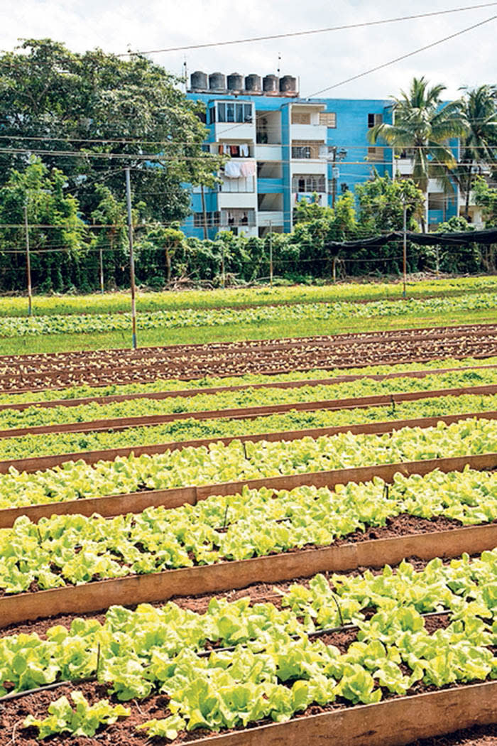 Rows of vegetables at an organic farm, Havana, Cuba. (Photo by: Education Images/UIG via Getty Images)