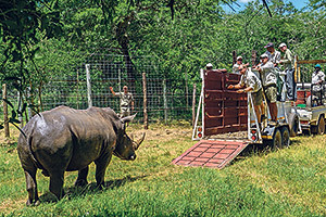 A rhino is captured at Phinda in South Africa before being relocated to Xaranna last year