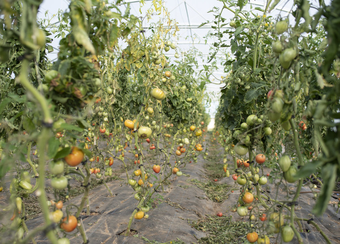 In these greenhouses of the gardens of Courances, they plant different variety of tomatoes.