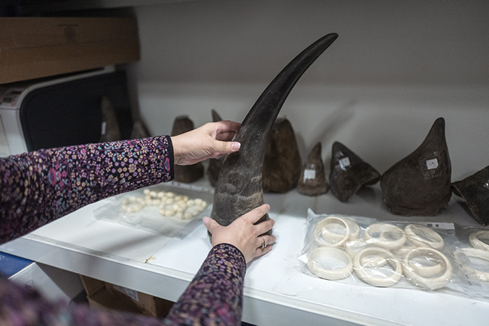 A recovered rhino horn at the customs office in Ulan Bator