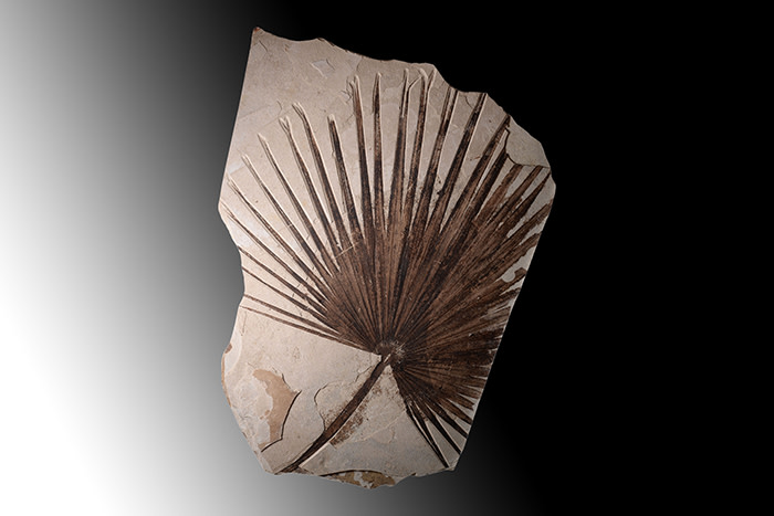 A giant palm frond fossil. With no restorations. 50 million years old, found in Wyoming, USA. Courtesy of Art Ancient