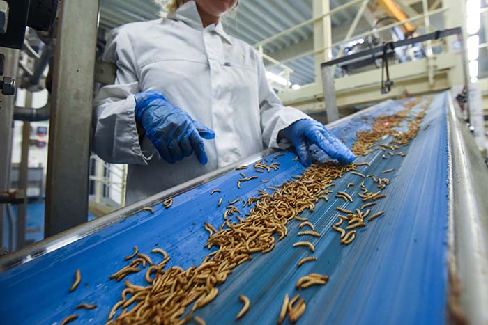 An employee checks worms before they are being turned into protein powder at the &quot;Ynsect&quot; experimental insect farm in Dole, eastern France, on February 8, 2018, a facility that produces premium proteins natural ingredients for aquaculture and pet nutrition. / AFP PHOTO / SEBASTIEN BOZON (Photo credit should read SEBASTIEN BOZON/AFP via Getty Images)