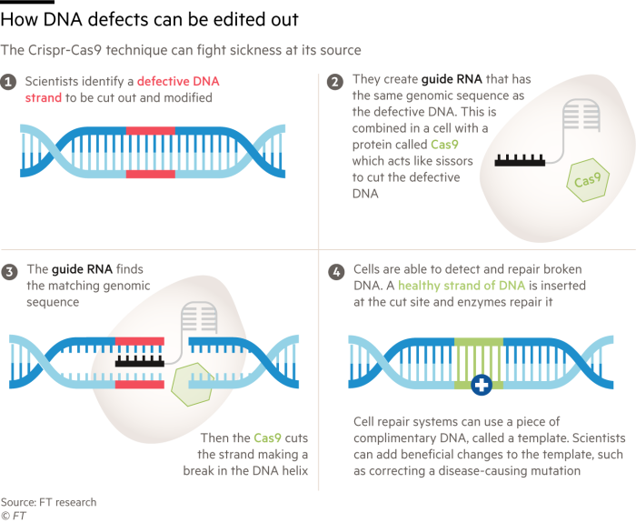 Infographic showing how scientists can edit DNA with the CrispR method