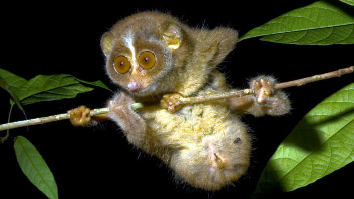 ZSL researchers in Sri Lanka 'rediscovered' the Horton Plains slender loris in 2010, which had been presumed extinct since 2002  