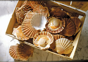 Scallops in the shell