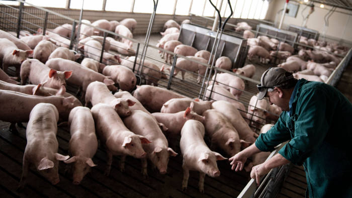 Illinois farmer Brian Duncan walks through a hog pen on his farm January 25, 2020, in Polo, Illinois. - America is in flux. Once stable jobs have become precarious, mass media that united have turned to cacophony, and communities that once appeared monolithic have been transformed by diversity. After driving nearly 3,000 kilometers across the United States, an AFP team has found consensus on at least one point this years election will be pivotal. (Photo by Brendan Smialowski / AFP) / TO GO WITH AFP STORY BY Shaun Tandon: "On the road to Iowa" (Photo by BRENDAN SMIALOWSKI/AFP via Getty Images)