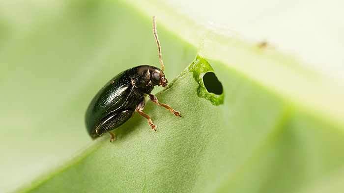 Cabbage stem flea beetles feed on oilseed rape