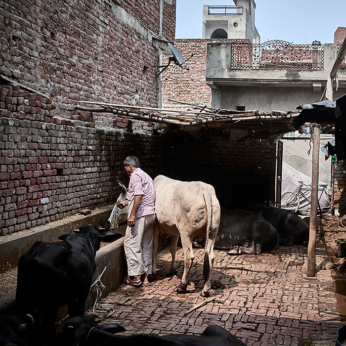 Jyoti's father Billu Ram, 65, tends to the families animals at their home in Raghuveeri Enclave, Pansonda, UP India, August 2017.