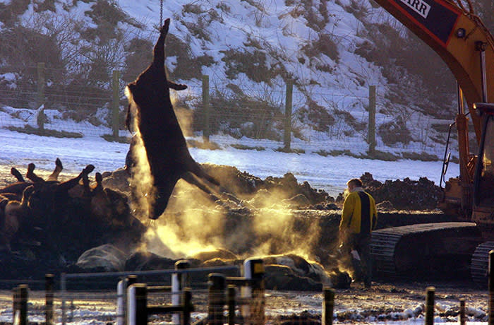LOCKERBIE, UNITED KINGDOM: Steam rises from a freshly cullled cattle as the carcasse is lifted onto a bed of coal and straw to be incinerated 03 March 2001, in the fields of Netherside farm in Lockerbie some 120 km south of Glasgow. Netherside, the first farm in Scotland to have confirmed foot-and-mouth disease is located in the centre of the town made famous 13 years ago when flight Pan Am 103 exploded and crashed onto the small Scottish community. With two confirmed outbrakes of the disease in Scotland the total is up to 40 around the UK and the Netherside farm is to cull some 400 sheep and 300 cattle later today. AFP PHOTO/ODD ANDERSENAFP PHOTO:Odd ANDERSEN (Photo credit should read ODD ANDERSEN/AFP via Getty Images)