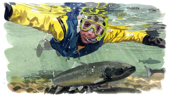 Illustration  of a man swimming alongside a salmon