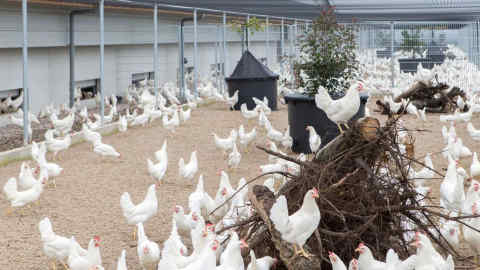 Happy-go-clucky: Dutch poultry business Kipster prides itself on producing carbon-neutral eggs