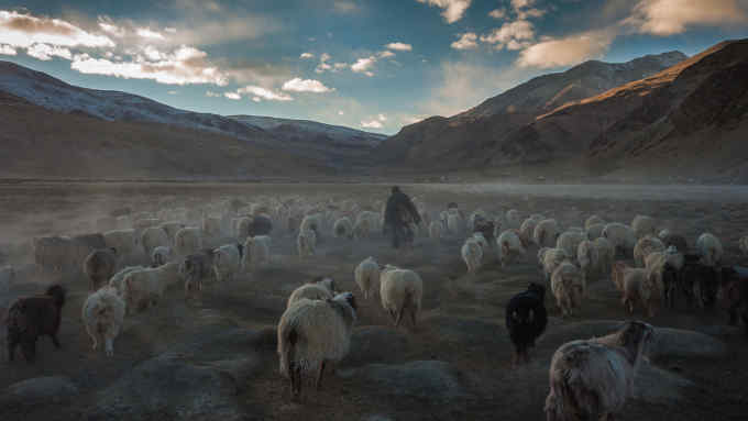 A Changpa nomad grazing animals close to Tso Moriri