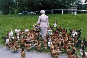the Duchess of Devonshire feeds the chickens at Chatsworth