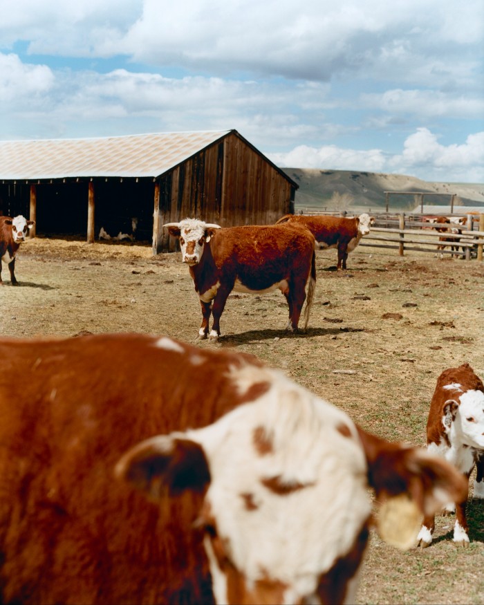Cattle in the “cow town” of Drummond