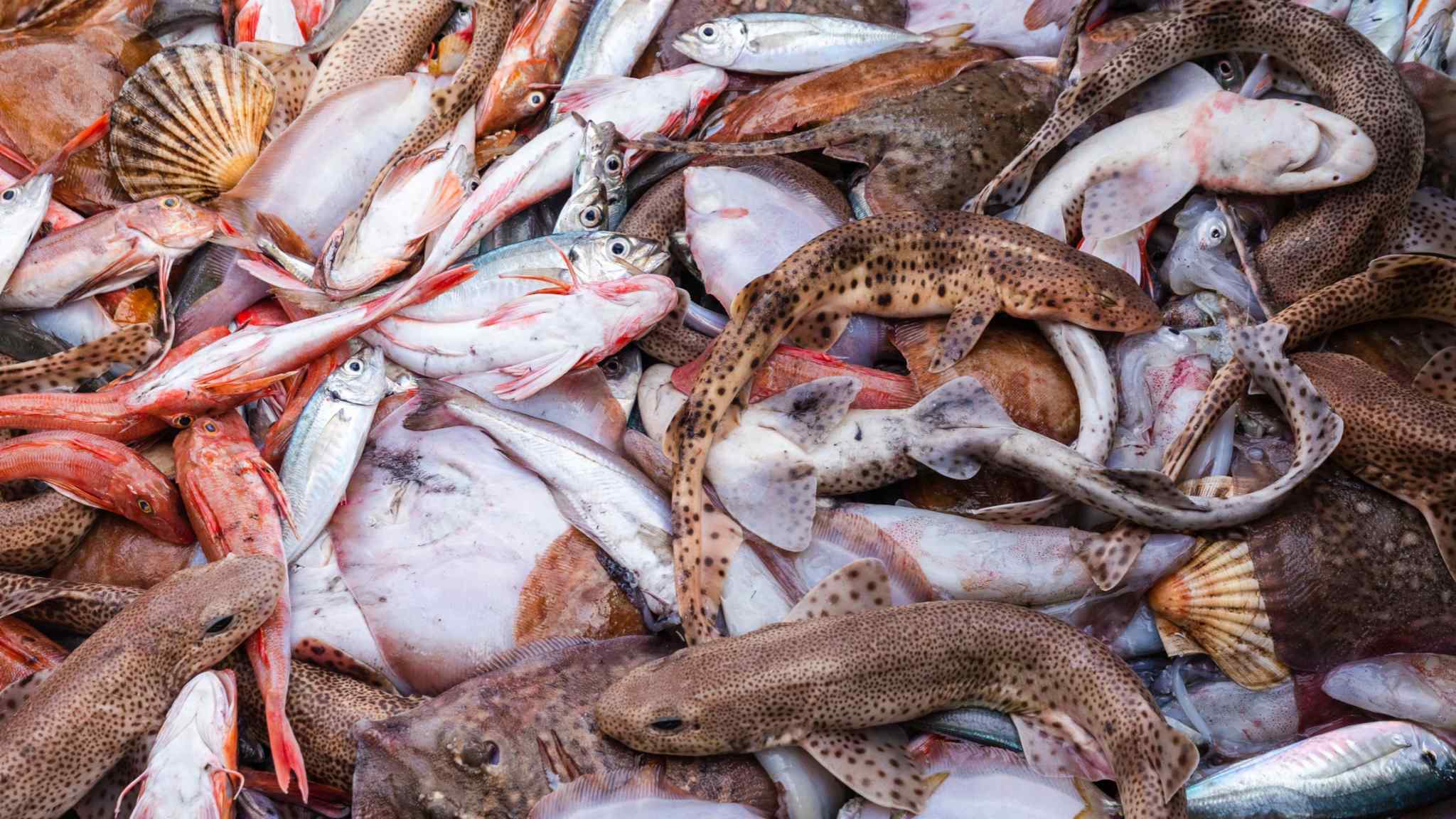 New tool aims to hook illegal fishing by raising alarm for insurers