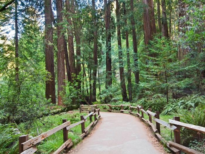A hiking trail through Muir Woods, California