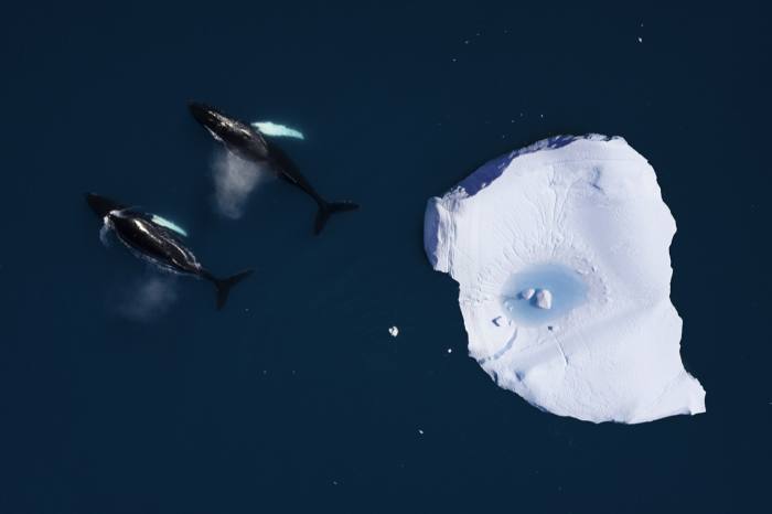 Whales swim among icebergs