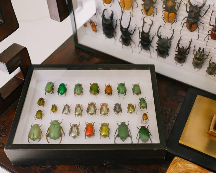 Her collection of coleoptera