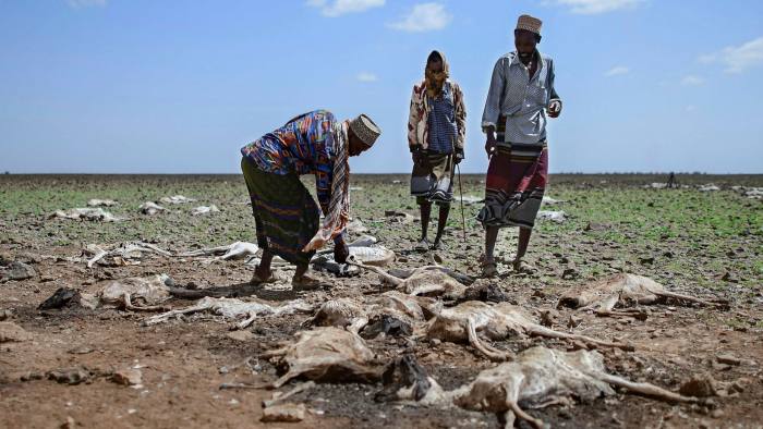 Pastoralists from the local Gabra community walk among carcasses of some of their sheep and goats