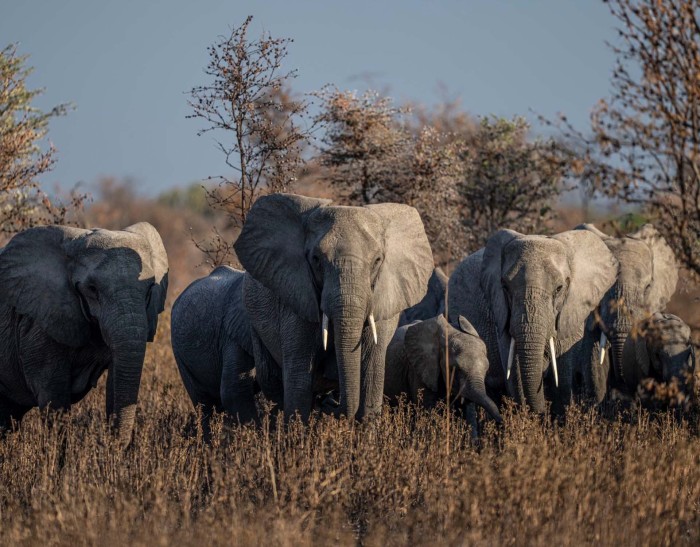 A family of elephants gather in the Usangu Wetland 