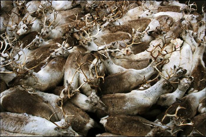 Aerial view of numerous reindeer herded tightly together