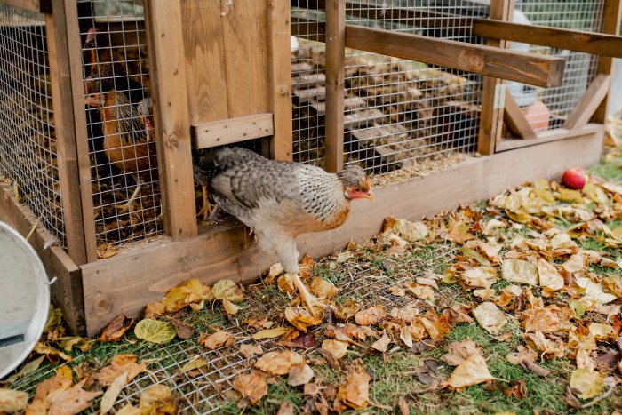A cream Legbar leaves her fox-proof hen house