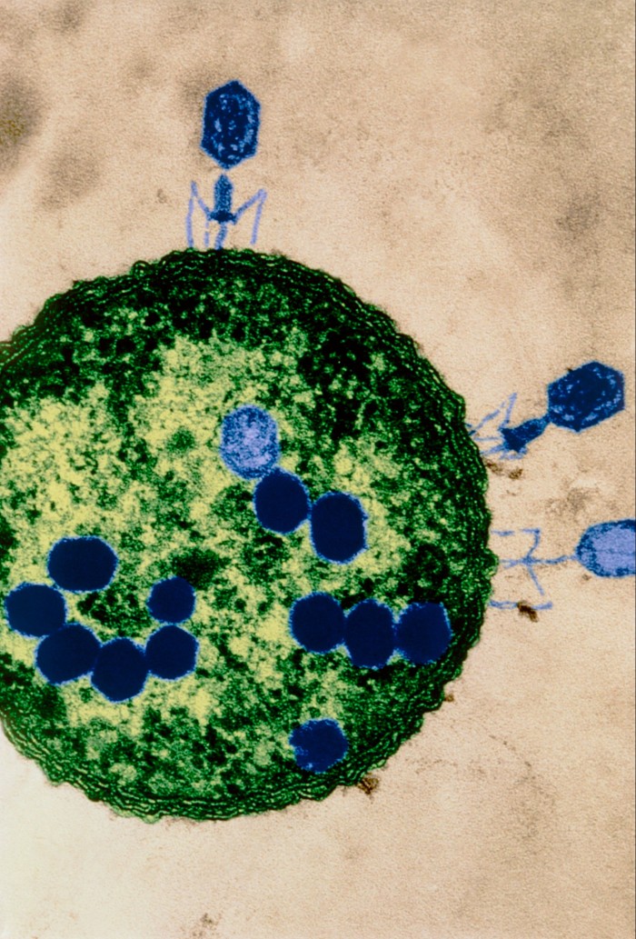 T2 bacteriophage viruses (blue) attacking an Escherichia coli bacterium