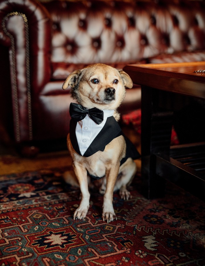Dumpling sports a tuxedo at the Chicago Athletic Association Hotel