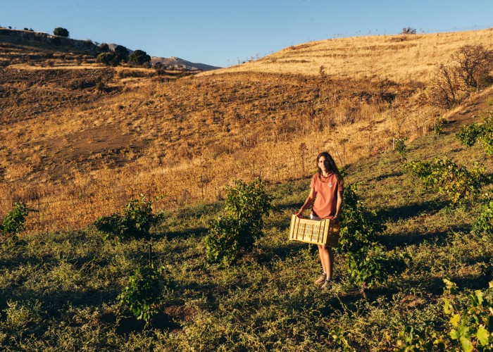 Iliana Malihin harvests grapes at her vineyards in the mountains near Melabes